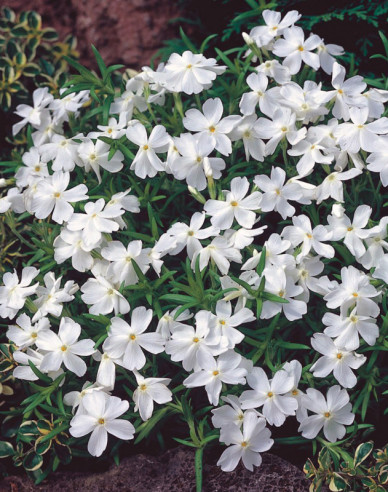 Flox šidlolistý  ’White Delight’