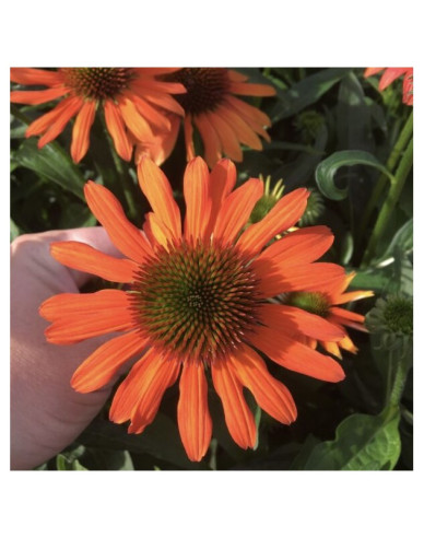 Echinacea purpurea ’Lakota Orange’