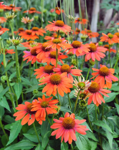 Echinacea purpurea ’Lakota Orange’