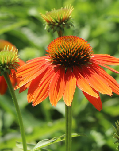 Echinacea purpurea ’Lakota Orange’