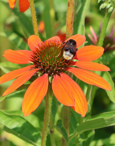 Echinacea purpurea ’Lakota Orange’