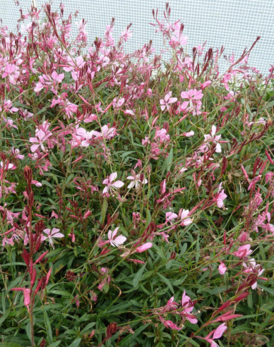 Gaura ´Gaudi Pink´