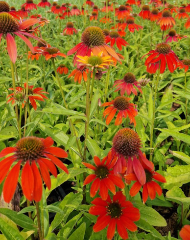 Echinacea purpurea ’Lakota Red’