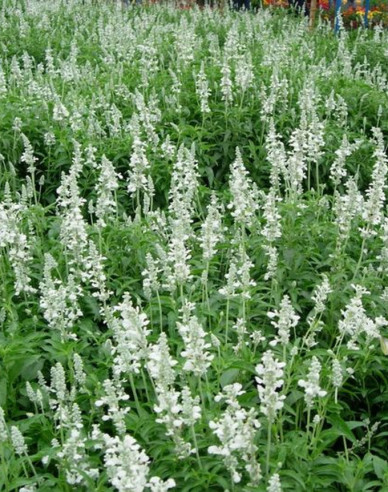 Levanduľa ’Edelweiss’