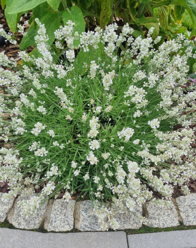 Levanduľa ’Edelweiss’