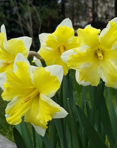 Narcis ´Frileuse´