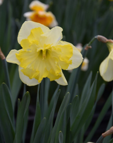 Narcis ´Frileuse´