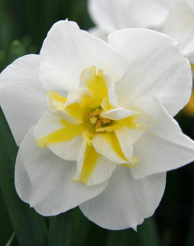 Narcis ´Lemon Beauty´