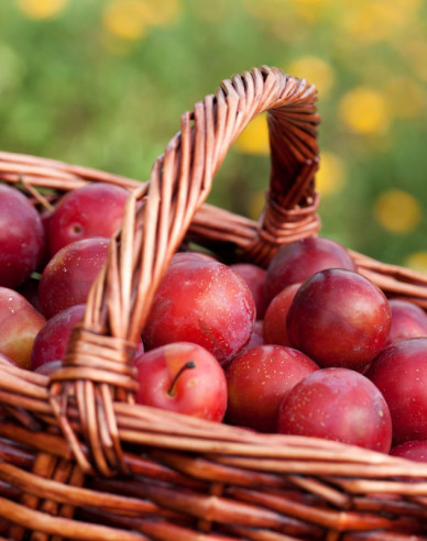 Mirabelka stĺpovitá ´Ruby´ kont. 5l