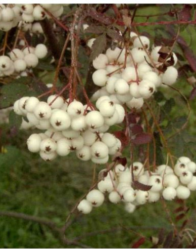 Jarabina ´Biela´ Stromčeková, voľnok