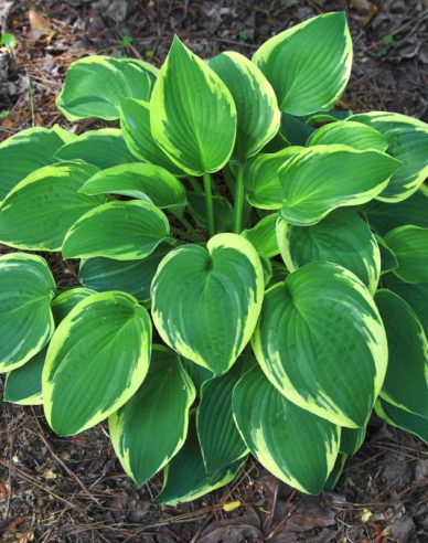 Hosta  ´Francee´