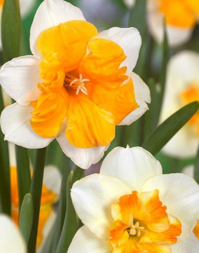 Narcis ´Orangery´